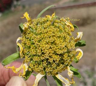  Capitulum with Disc florets